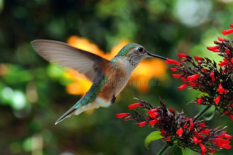 Alimenter de colibri image stock Alimenter de colibri image stock