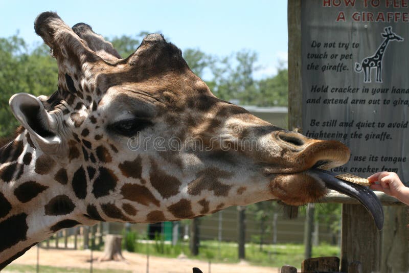 Alimenter de giraffe images libres de droits Alimenter de giraffe images libres de droits