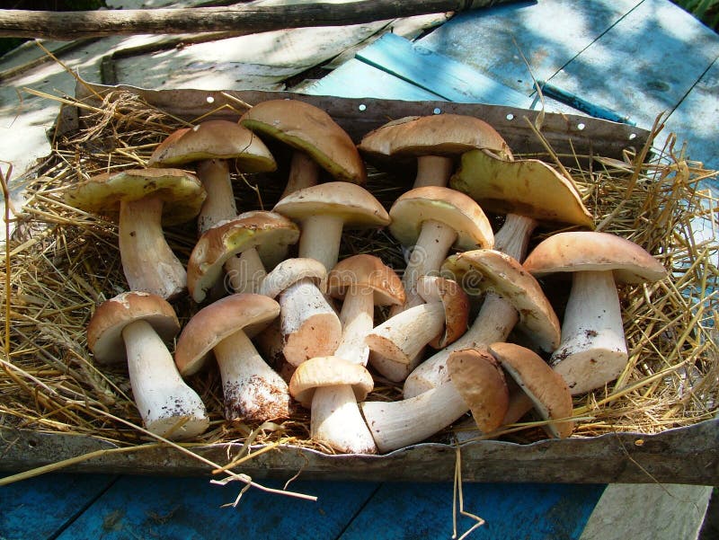 Alimento bianco della natura della foresta di autunno dei funghi pulito fotografie stock libere da diritti Alimento bianco della natura della foresta di autunno dei funghi pulito fotografie stock libere da diritti