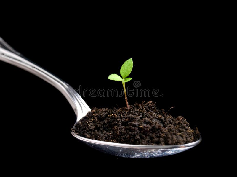 Cibo biologico fotografie stock