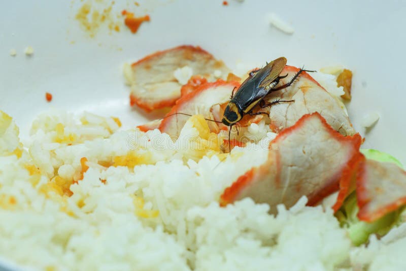 Alimento/blatte sporchi che mangiano vita dell'alimento del riso nella cucina alla casa fotografia stock libera da diritti Alimento/blatte sporchi che mangiano vita dell'alimento del riso nella cucina alla casa fotografia stock libera da diritti