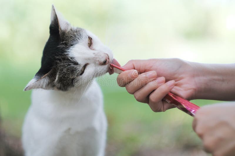Alimento de alimentação para um gato pequeno no jardim imagem de stock Alimento de alimentação para um gato pequeno no jardim imagem de stock