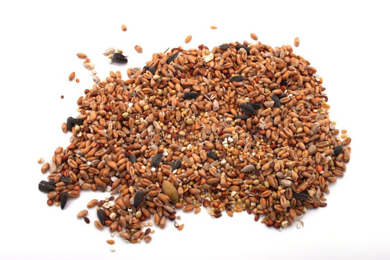 Alimento de pássaro selvagem fotografia de stock