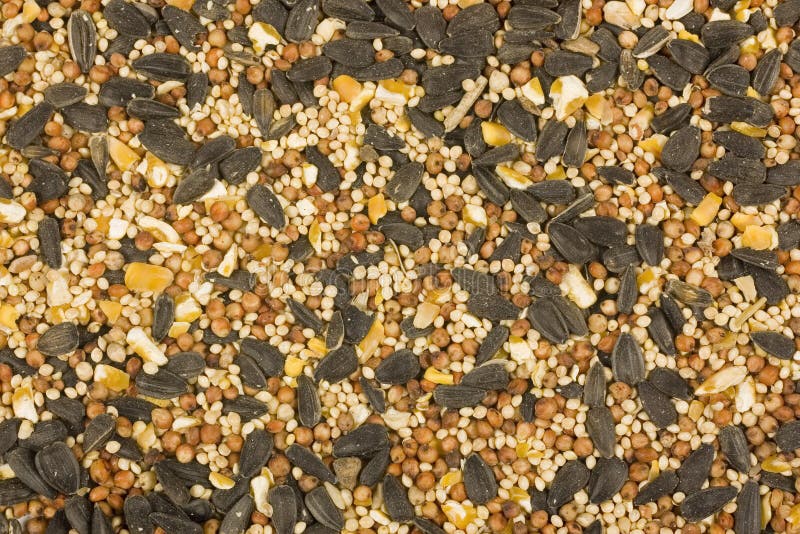 Alimento de pássaro selvagem foto de stock
