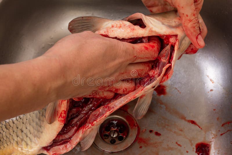 Alimento della carpa che cucina e pescare pulizia crucian, cucina fotografia stock libera da diritti Alimento della carpa che cucina e pescare pulizia crucian, cucina fotografia stock libera da diritti