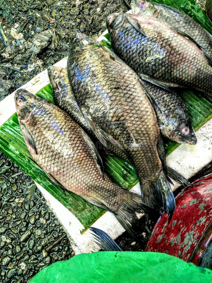 Indian black fish non veg food back ground market.These fish r available in south Asia and Bangladesh. Indian black fish non veg food back ground market.These fish r available in south Asia and Bangladesh