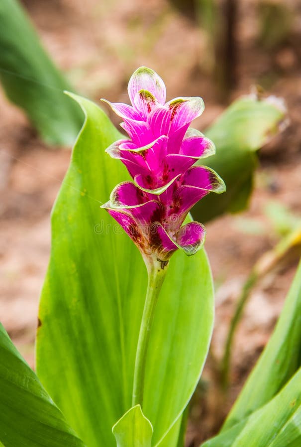 Alismatifolia κουρκούμης ή τουλίπα του Σιάμ στοκ εικόνες Alismatifolia κουρκούμης ή τουλίπα του Σιάμ στοκ εικόνες