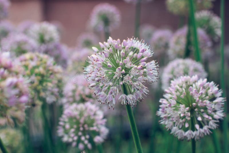 Alium De Cebollas Silvestres En El Campo Foto de archivo - Imagen de