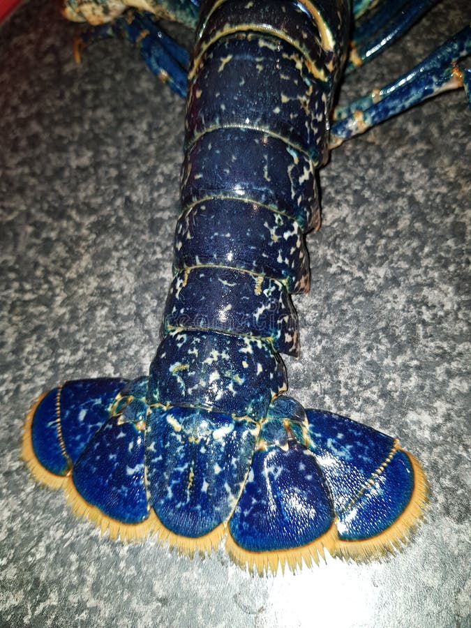 Alive lobster tail stock image. Image of closeup, alive 125274713