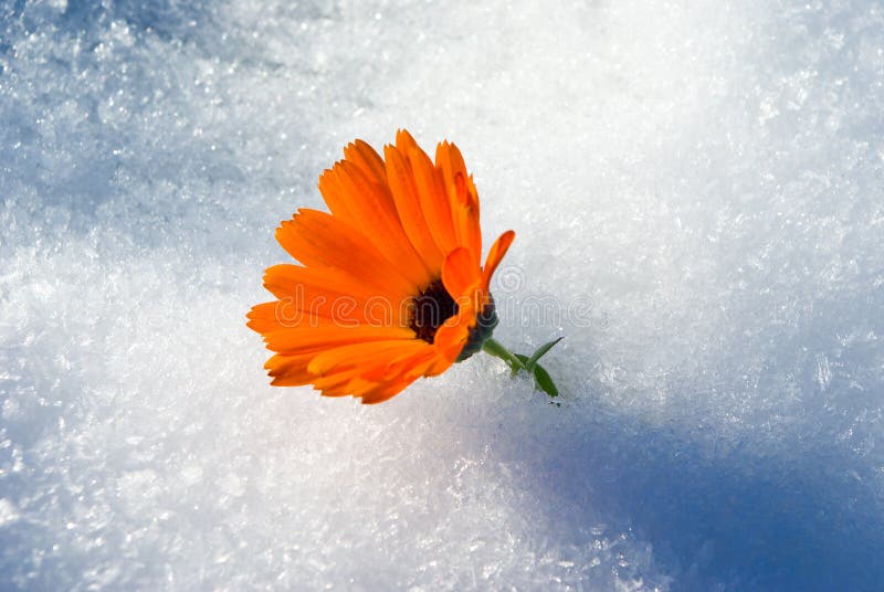 Alive Bright Flower Under First Snow, Stock Photo Image of white