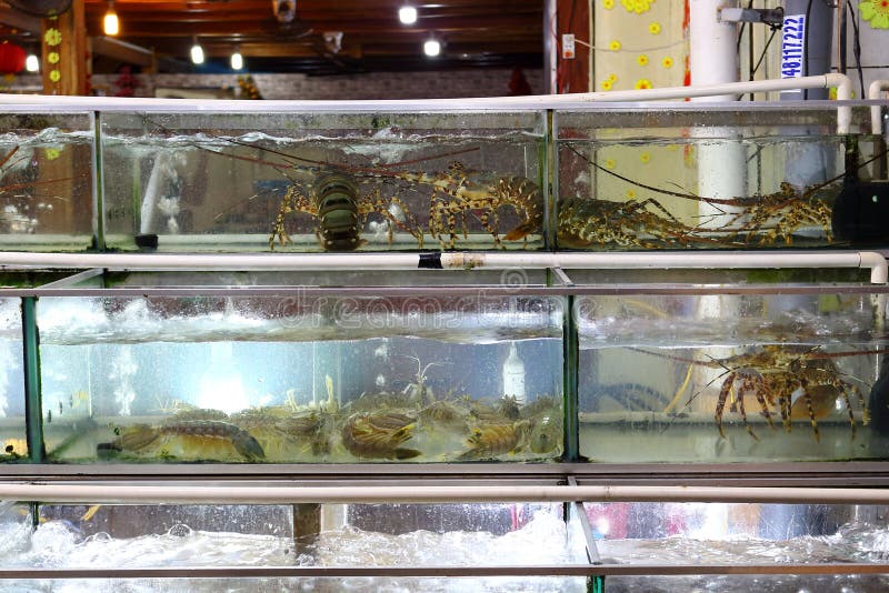 Alive lobsters inside an aquarium at a seafood market royalty free stock photography Alive lobsters inside an aquarium at a seafood market royalty free stock photography