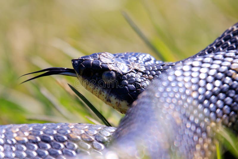 An Eastern Hognose Snake Stock Photo by ©Ondreicka1010 149617402