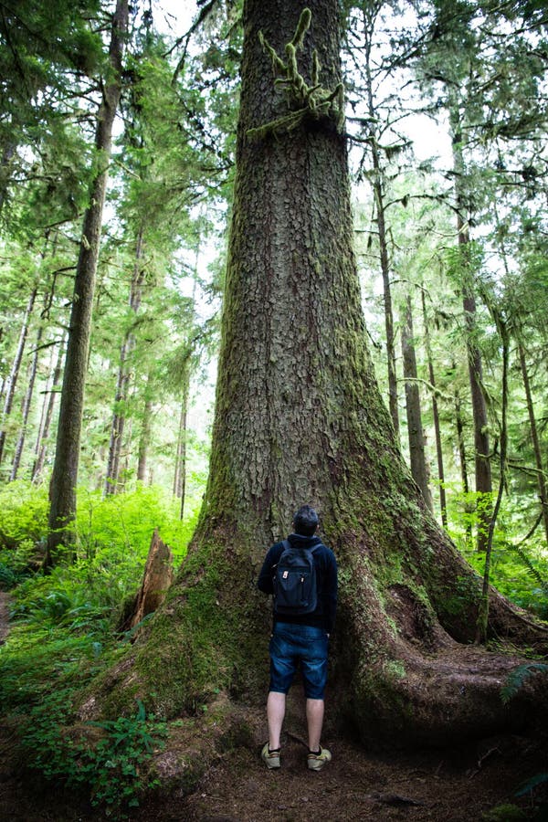 All'interno della foresta pluviale: Paesaggi forestali nazionali Hoh e Quinault: uomo in soggezione sotto i più alti douglas al m fotografia stock All'interno della foresta pluviale: Paesaggi forestali nazionali Hoh e Quinault: uomo in soggezione sotto i più alti douglas al m fotografia stock