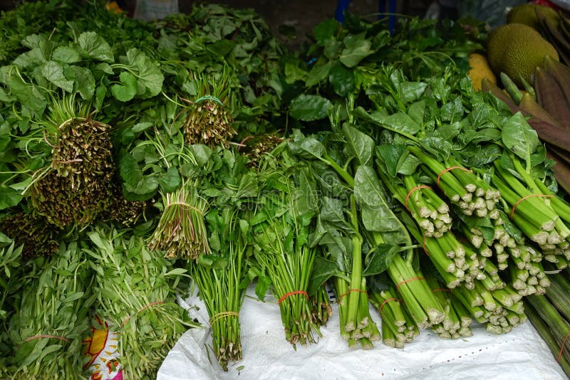All Kinds of Asian Vegetable Stock Photo Image of arch, hand 160159710