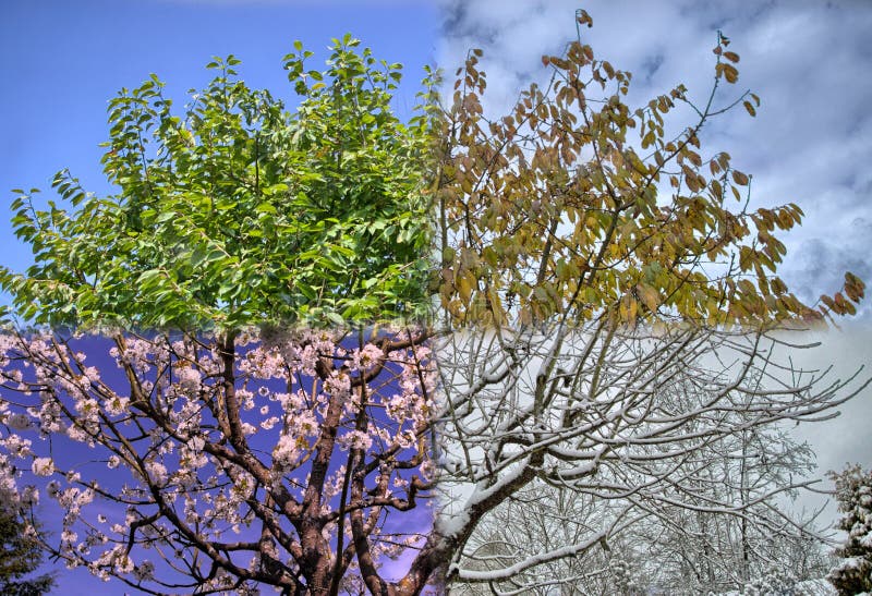 All 4 seasons tree in one photo