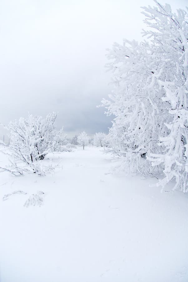 all snow under white royaltyfri fotografi all snow under white royaltyfri fotografi