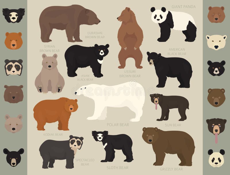 Set Of Grizzly Or Brown Bear Stock Illustration - Download Image