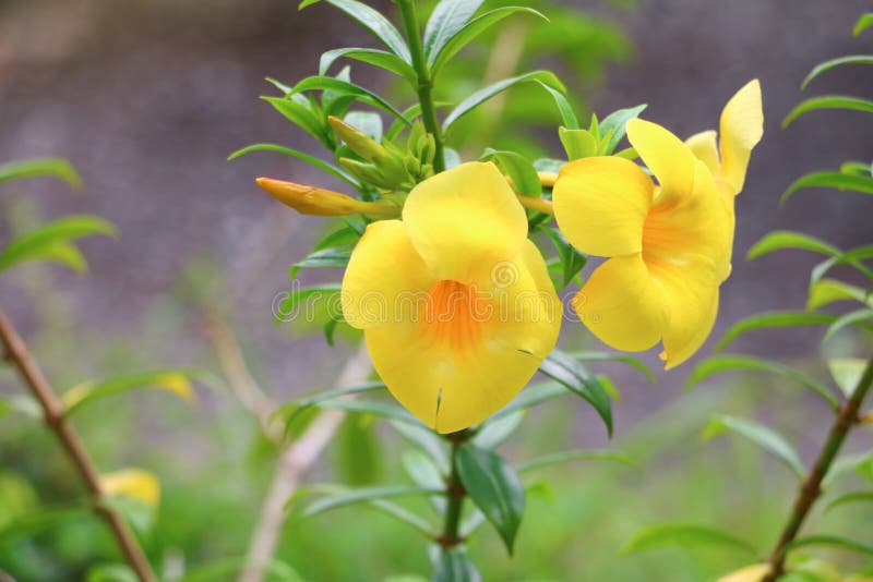 Allamanda cathartica Żółty kwiat przy pięknym Złotej trąbki arywisty liściastym kwiatem obrazy stock Allamanda cathartica Żółty kwiat przy pięknym Złotej trąbki arywisty liściastym kwiatem obrazy stock