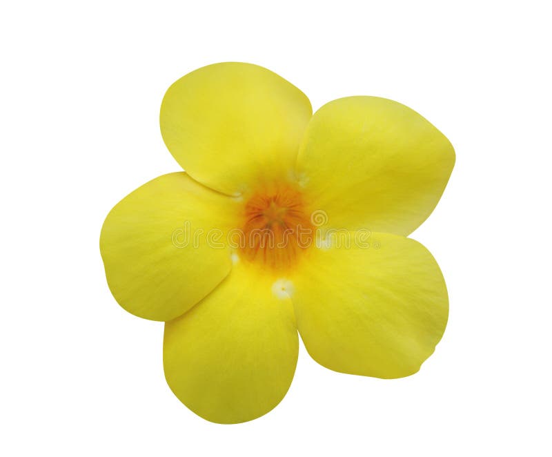 Allamanda Flower Isolated On White Stock Photo Image Of Exotic Buttercup 26737222