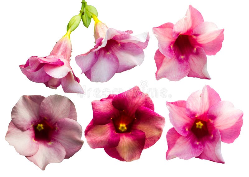 Allamanda purple pink