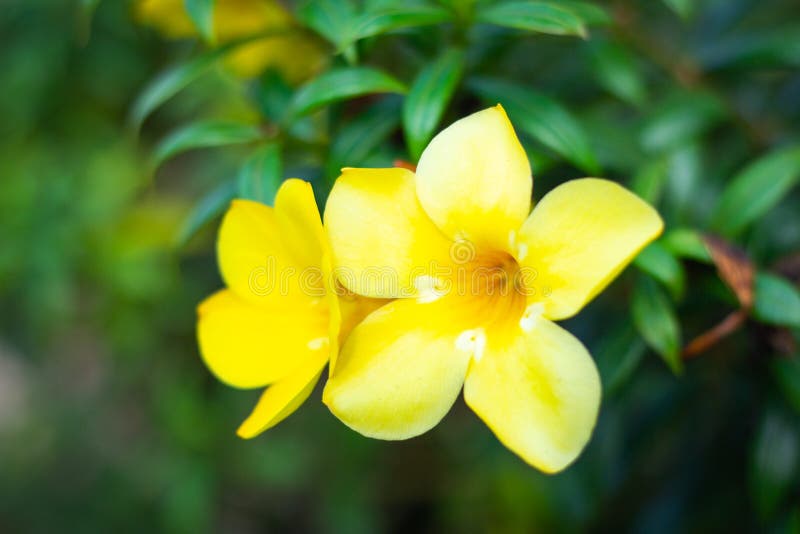 Allamanda, trompeta de oro, cathartica L del Allamanda de la campana amarilla En el jardín fotografía de archivo Allamanda, trompeta de oro, cathartica L del Allamanda de la campana amarilla En el jardín fotografía de archivo
