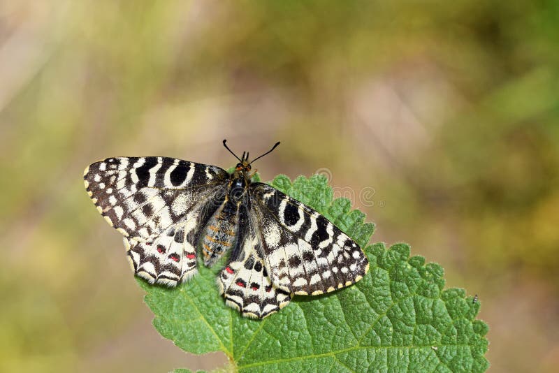 Allancastria louristana butterfly on flower , butterflies of Iran