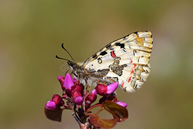 Allancastria louristana butterfly on flower , butterflies of Iran