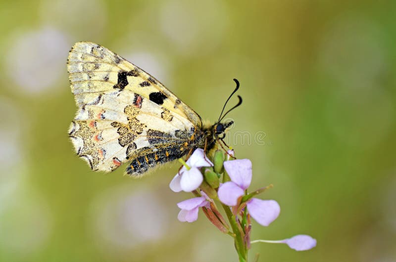 Allancastria louristana butterfly on flower , butterflies of Iran