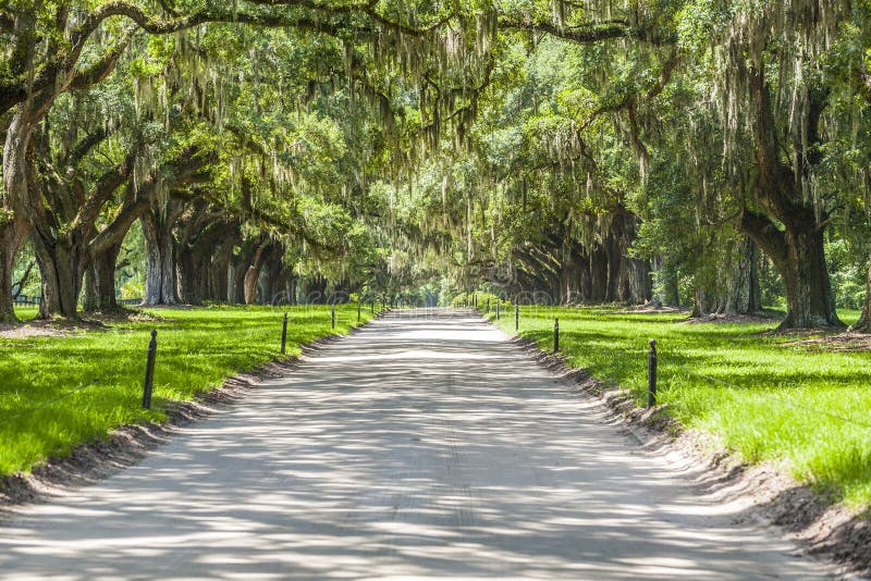 Allee von Eichen bei Boone Hall Plantation lizenzfreie stockfotos Allee von Eichen bei Boone Hall Plantation lizenzfreie stockfotos