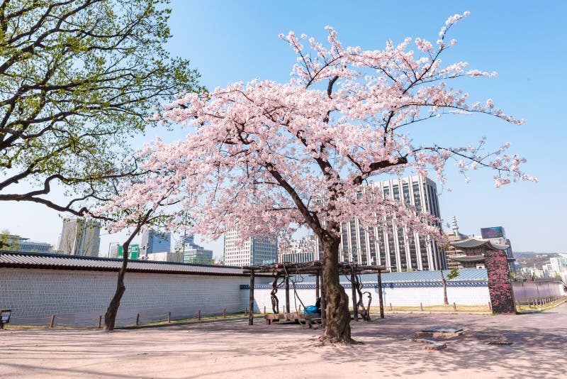 Alleen Cherry Blossom Blooming in Gyeongbokgung-Paleis, Seoel, Zuid-Korea stock foto's Alleen Cherry Blossom Blooming in Gyeongbokgung-Paleis, Seoel, Zuid-Korea stock foto's