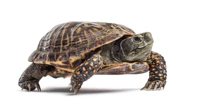 Common box turtle, isolated on white. Common box turtle, isolated on white