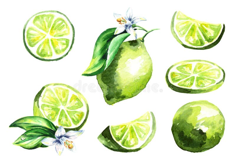 Allegagione fresca della calce Illustrazione disegnata a mano dell'acquerello royalty illustrazione gratis Allegagione fresca della calce Illustrazione disegnata a mano dell'acquerello royalty illustrazione gratis