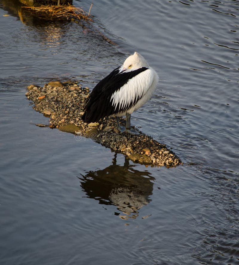 Allein australischer Pelikan steht, um mit seiner Reflexion auf Wasser in Kochfluß, Sydney, Australien zu schlafen lizenzfreies stockfoto Allein australischer Pelikan steht, um mit seiner Reflexion auf Wasser in Kochfluß, Sydney, Australien zu schlafen lizenzfreies stockfoto