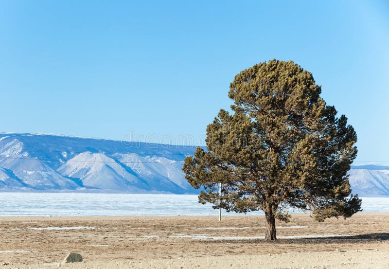 Alleinkiefer auf dem Strand von Olkhon-Insel in gefrorenem Baikal lizenzfreie stockfotografie Alleinkiefer auf dem Strand von Olkhon-Insel in gefrorenem Baikal lizenzfreie stockfotografie