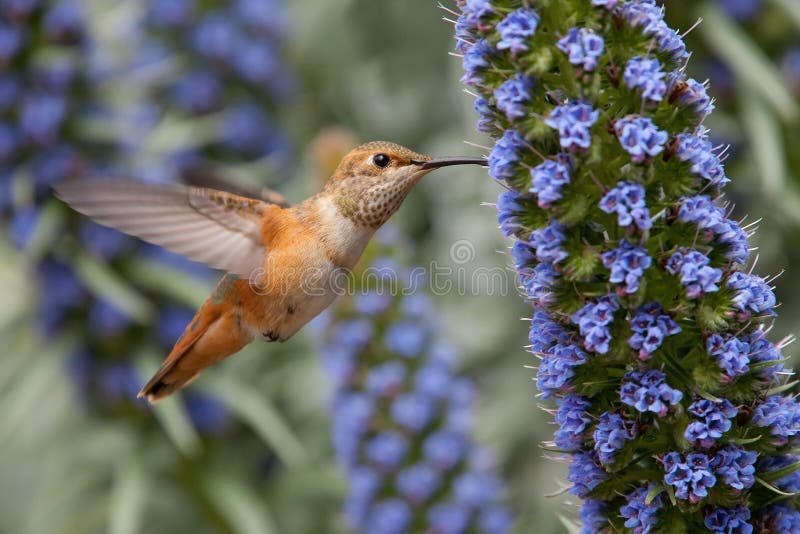 Allen's Hummingbird royalty free stock image