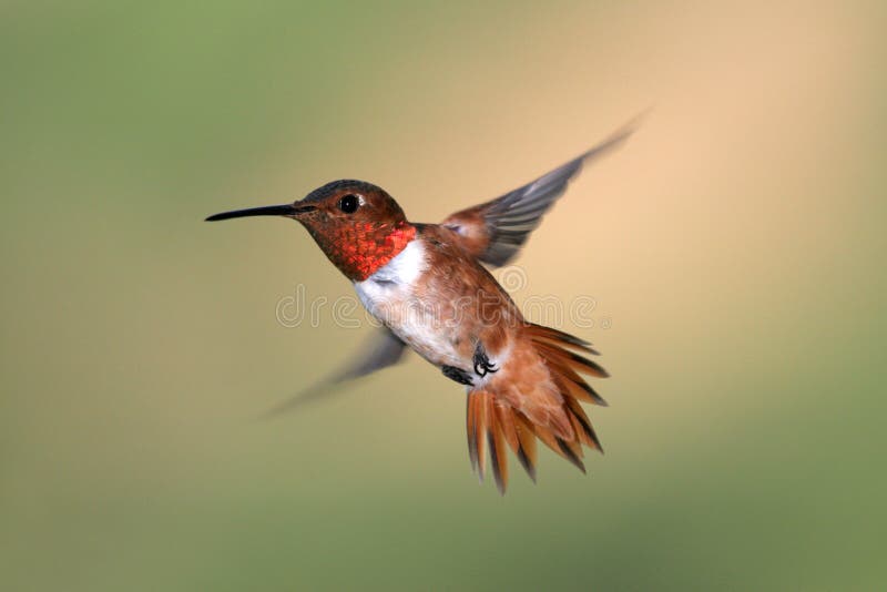 Allen's Hummingbird royalty free stock photography