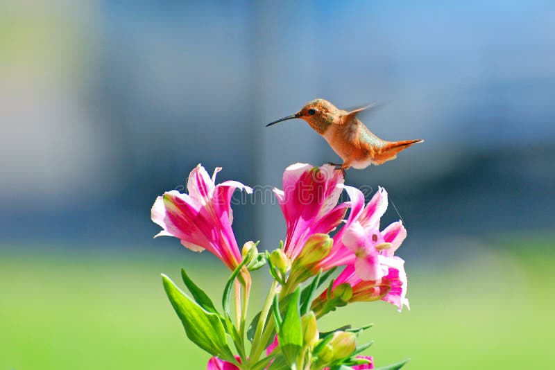 Allens Hummingbird hovering over flowers.