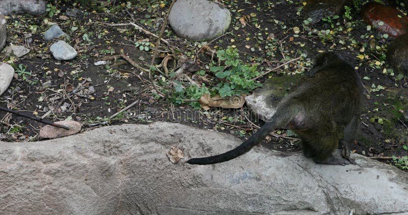 Allens swamp monkey madre joven jugando san diego 4k metrajes