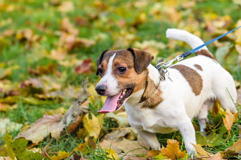 Der Hund, Der Leine Zieht, Versucht, Etwas Vom Boden Zu Essen Stockfoto