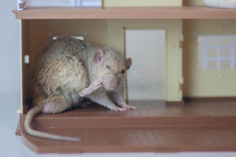 Allergy in Animals. Rat Paw Stock Image Image of sanitary, cheese
