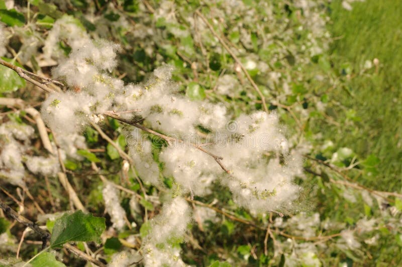 Allergy season stock image. Image of branch, flying, cottonwood 14282835