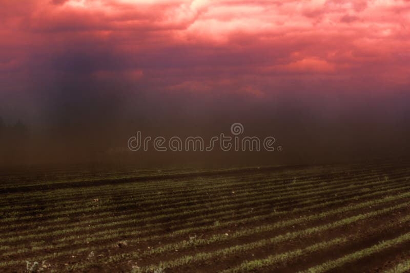 Black Blizzard ( dust devil. dust whirl) on agricultural lands. Loss of soil and crops. Everything is drowning in dense stream of dust. Dirt clogs the eyes, nostrils and ears. Black Blizzard ( dust devil. dust whirl) on agricultural lands. Loss of soil and crops. Everything is drowning in dense stream of dust. Dirt clogs the eyes, nostrils and ears