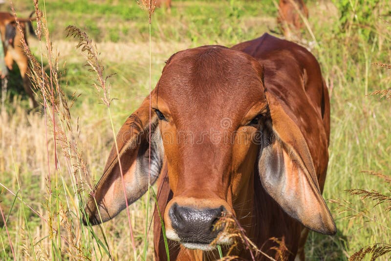 Allevamenti di vacche e vitelli pascolano in mezzo al campo fotografia stock libera da diritti Allevamenti di vacche e vitelli pascolano in mezzo al campo fotografia stock libera da diritti
