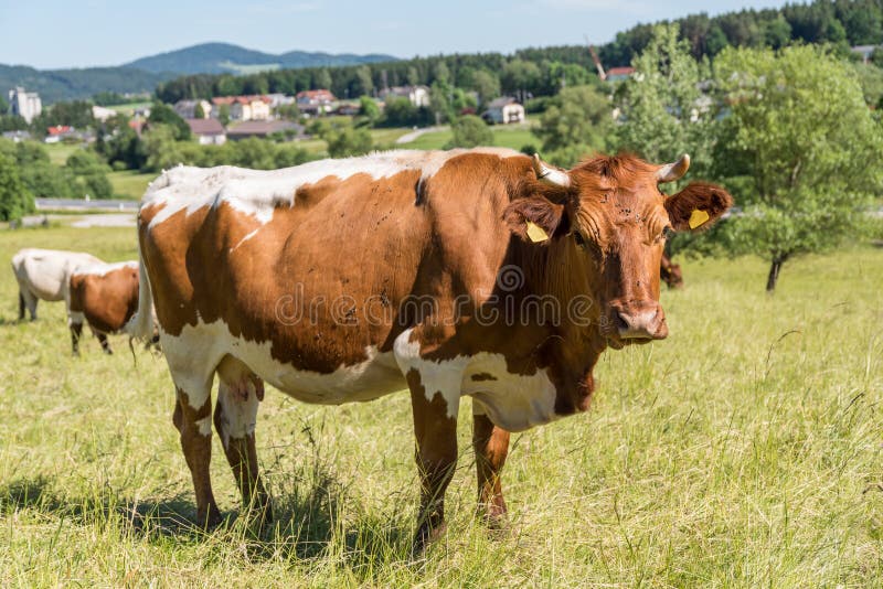Allevamento bovino sul pascolo fotografia stock Allevamento bovino sul pascolo fotografia stock