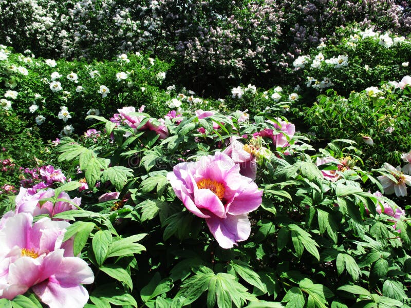 Alley of the botanical park with lilac bushes, nature, greens, green plants royalty free stock photography Alley of the botanical park with lilac bushes, nature, greens, green plants royalty free stock photography