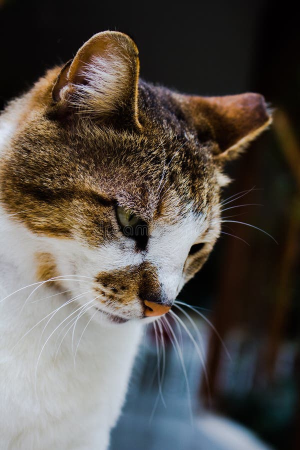 Alley Cat Portrait stock image. Image of feed, wallpaper - 118011639
