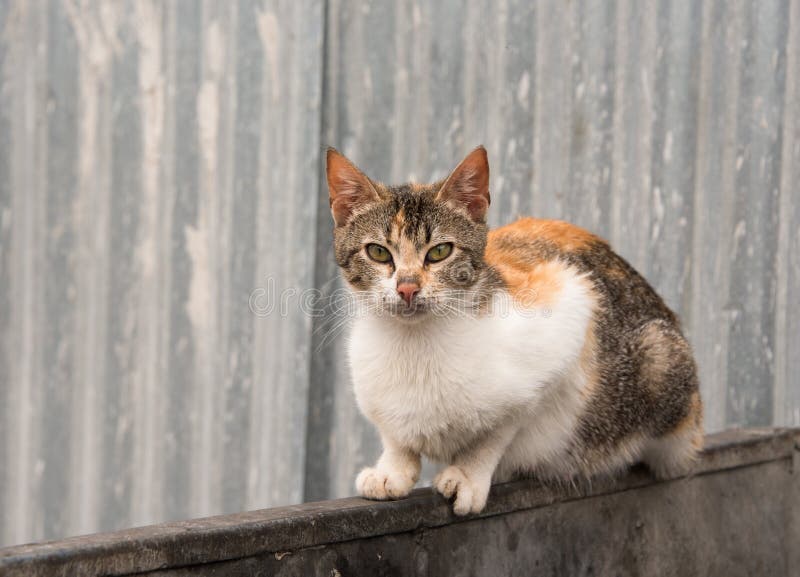 Alley Cat stock image. Image of scavenge, animal, wild - 80852895 Alley Cat stock image. Image of scavenge, animal, wild - 80852895