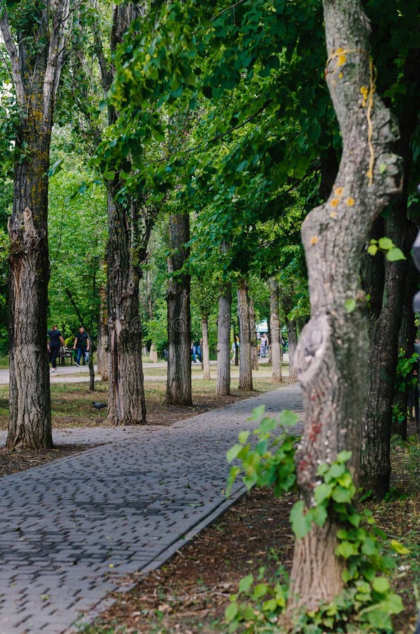Alley in the city center. A small oasis of footpaths paved with tiles and fringing trees, away from the road and scurrying cars. A stock image Alley in the city center. A small oasis of footpaths paved with tiles and fringing trees, away from the road and scurrying cars. A stock image