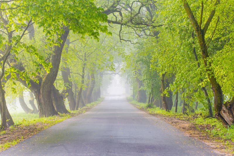 Alley concept. Foggy morning, thick fog in rural area. Green trees along road. Alley concept. Foggy morning, thick fog in the rural area. Green trees along road royalty free stock photo Alley concept. Foggy morning, thick fog in rural area. Green trees along road. Alley concept. Foggy morning, thick fog in the rural area. Green trees along road royalty free stock photo