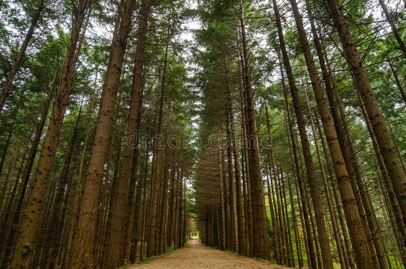 Alley footpath in the pine forest